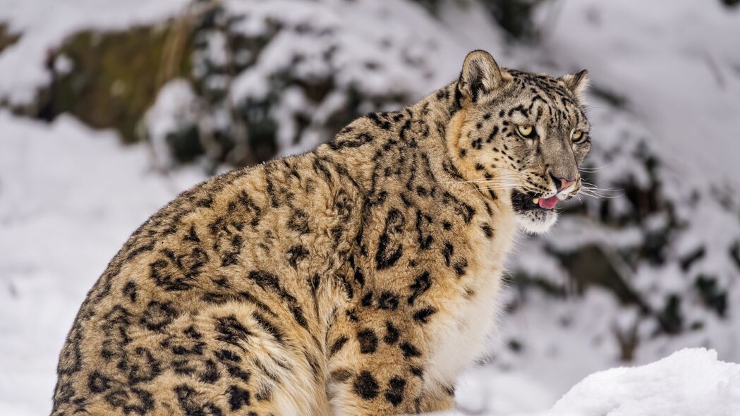 Irbis雪域猛兽，高清4K捕食者动物壁纸，3840x2160超清下载