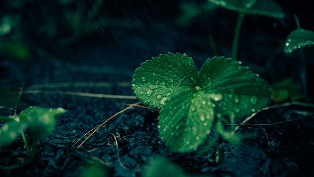 超清4K壁纸，雨滴轻触草莓叶，水滴微距之美，3840x2160高清下载