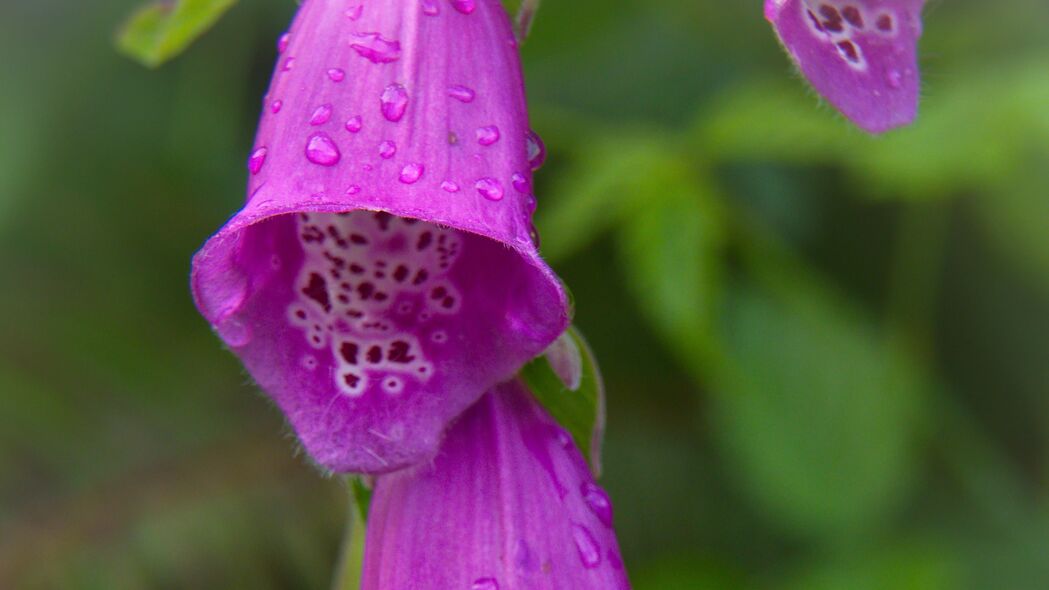 狐狸手套滴雨花，绝美宏观4K壁纸，3840x2160超清下载