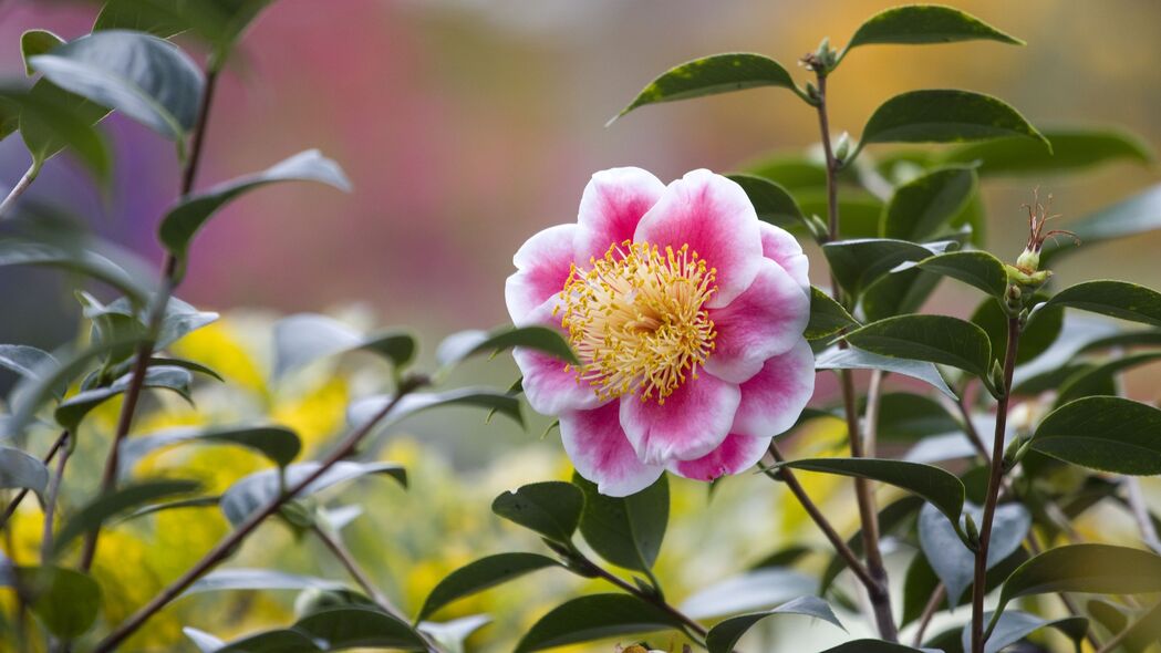 茶花花瓣粉红美景，高清4K树叶背景壁纸，3840x2160超清下载