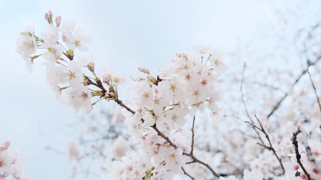 春天樱花盛宴，绚丽花瓣，高清4K壁纸（3840x2160）免费下载