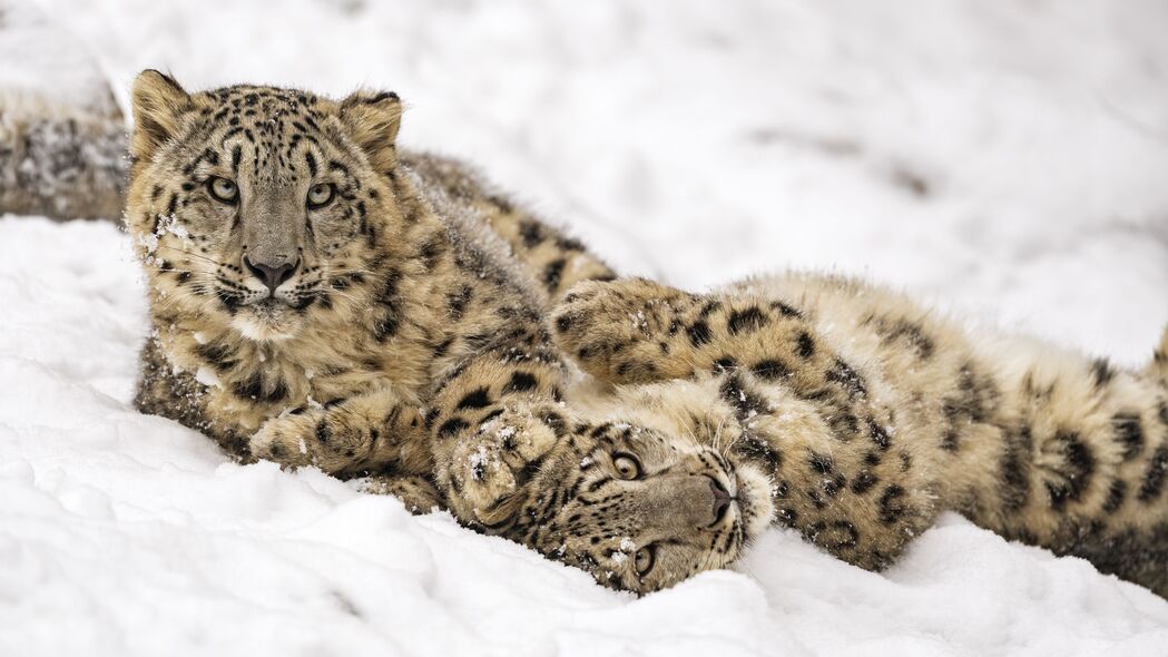 雪豹狩猎瞬间，高清4K动物壁纸，3840x2160超清画质，震撼呈现！