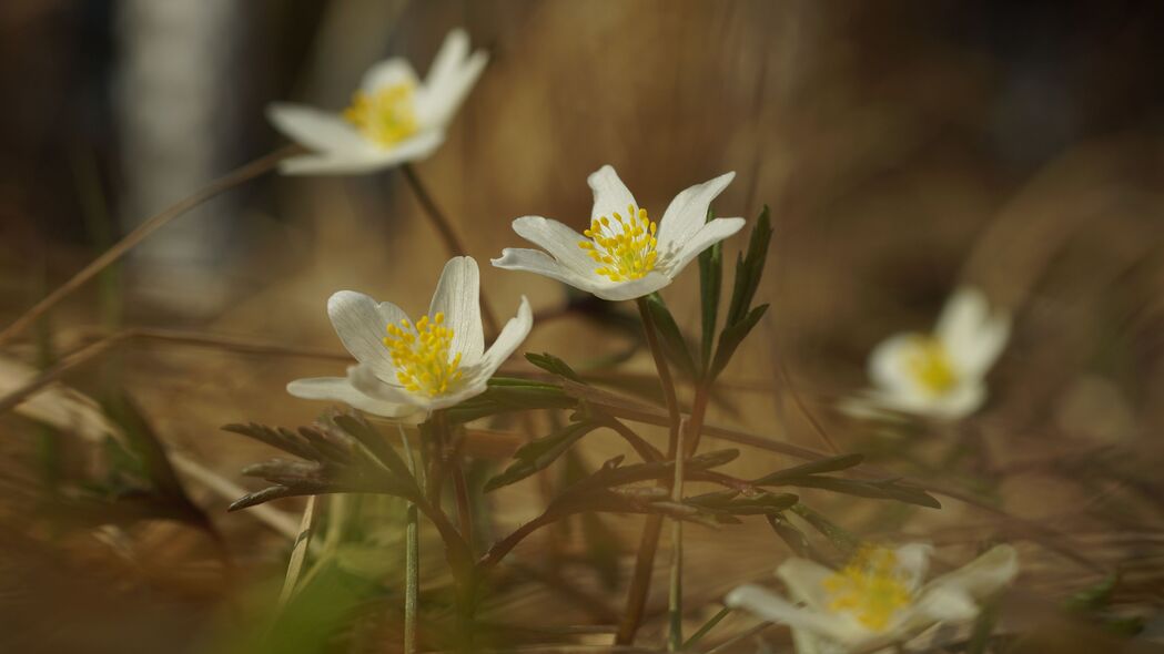 海葵绽放春季之美，高清4K花瓣花朵壁纸，3840x2160超高清下载