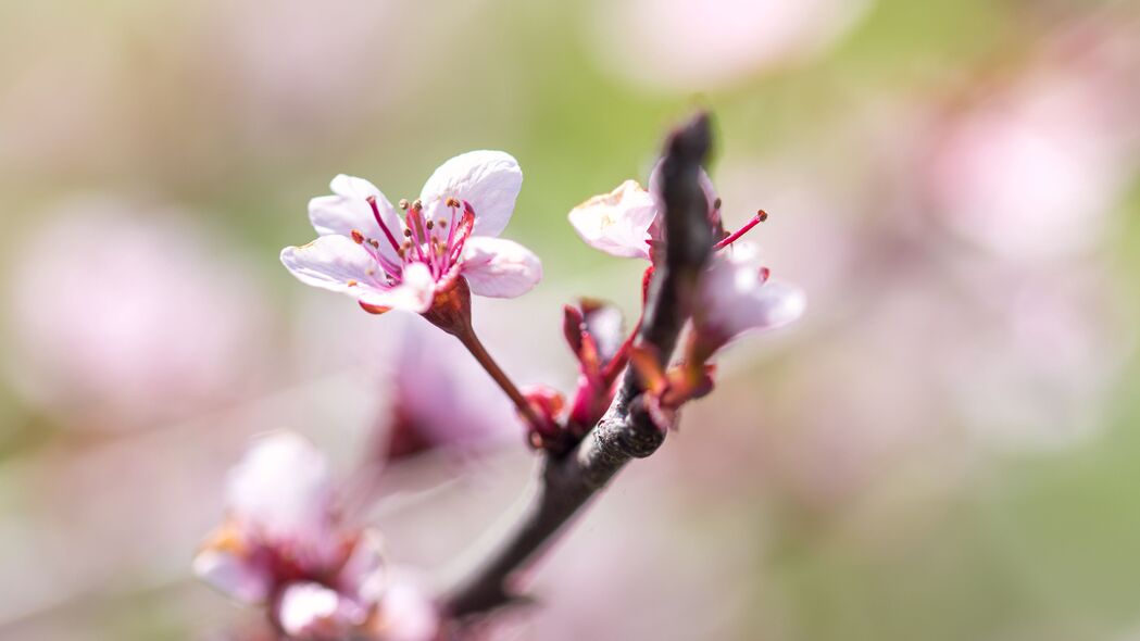 模糊樱花之美，春日树枝花瓣绽放，超清4K壁纸，3840x2160高清下载