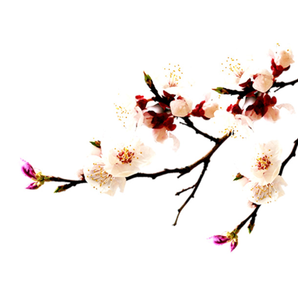 白色杏花PNG透明图片，高清动植物元素设计素材下载