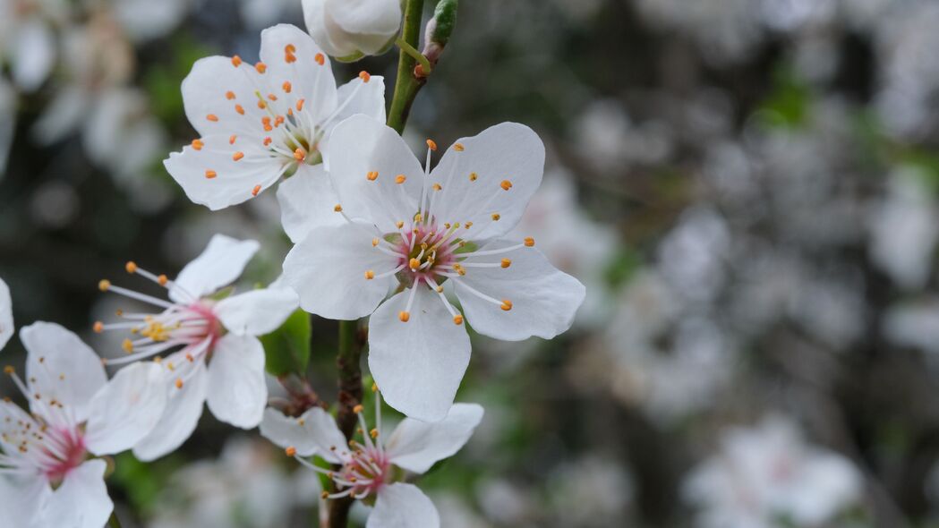 春天白花绽放，高清4K花瓣花粉壁纸，3840x2160超清下载