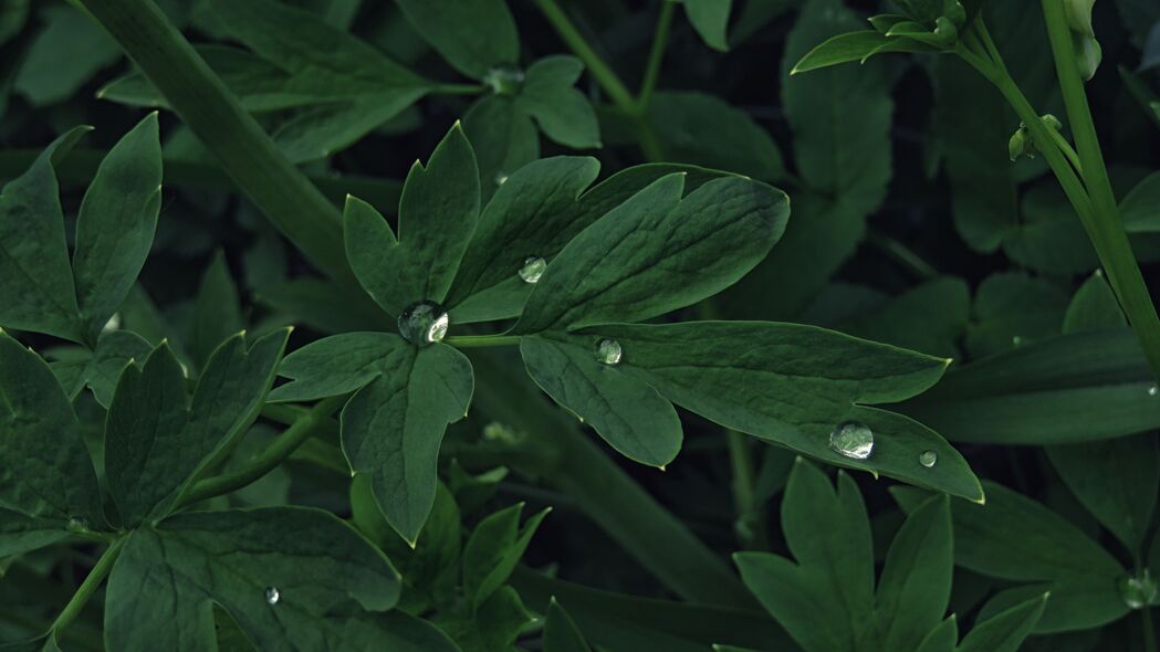 水滴绿叶高清4K壁纸，自然之美，3840x2160超清画质下载