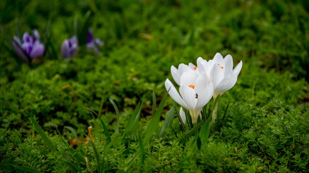 番红花盛开美景，高清4K壁纸，3840x2160分辨率，花瓣草色尽显宏观之美