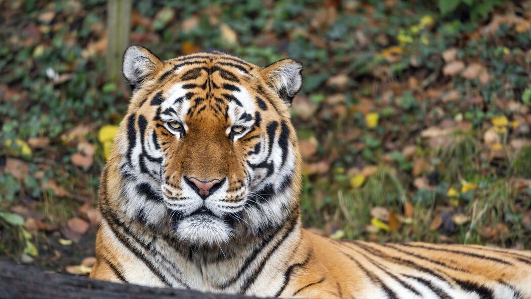 老虎捕食者，高清4K动物壁纸，野生动物大猫风采尽在3840x2160日志中