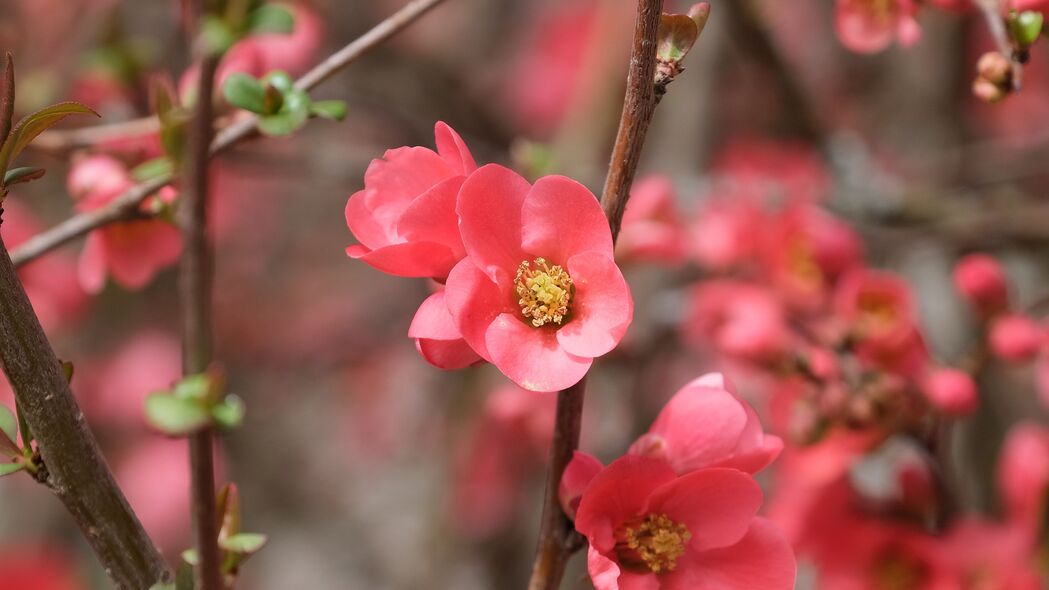 春日粉红梦境，花瓣树枝朦胧美，超高清4K壁纸3840x2160下载
