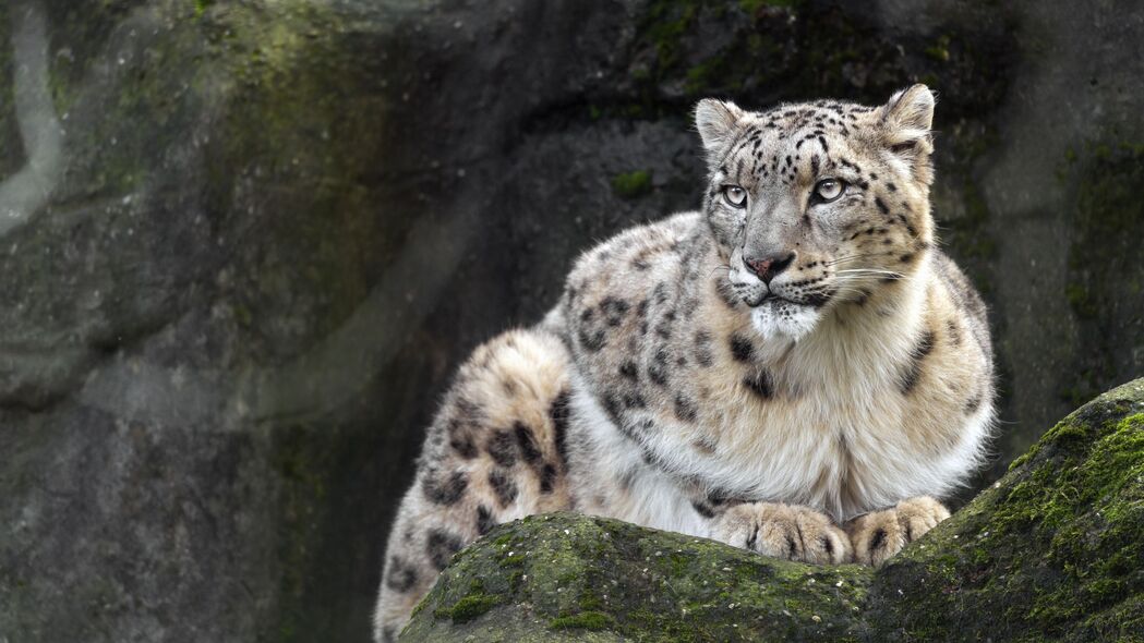 Irbis捕食者大猫，锐利爪子与坚硬石头，绝美4K壁纸，高清3840x2160下载