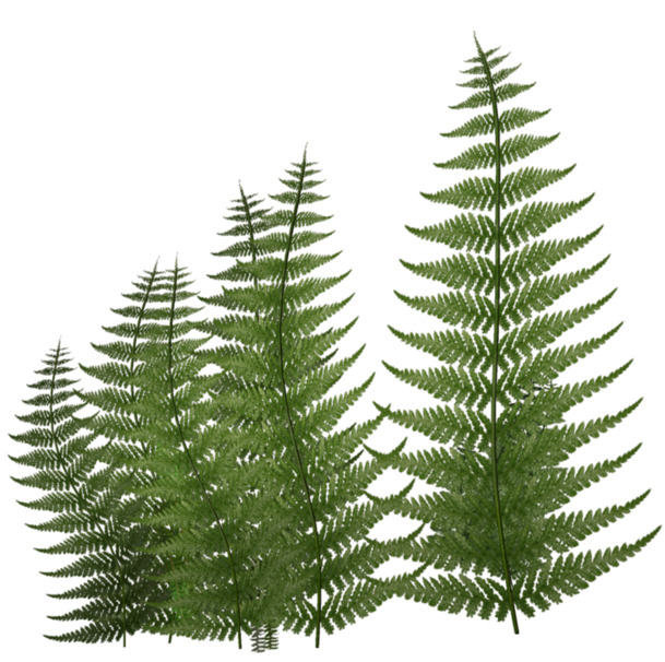 绿色鳞毛蕨PNG透明图片，高清动植物元素，创意植物设计素材下载