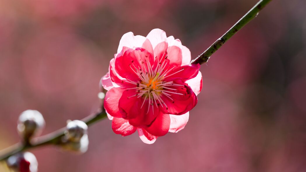 春日桃花盛放，阳光洒满枝梢，4K超清壁纸，3840x2160高清下载