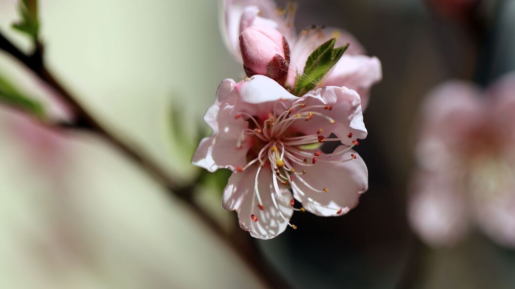 春日花桃绽放，高清4K壁纸，3840x2160超清背景图片下载