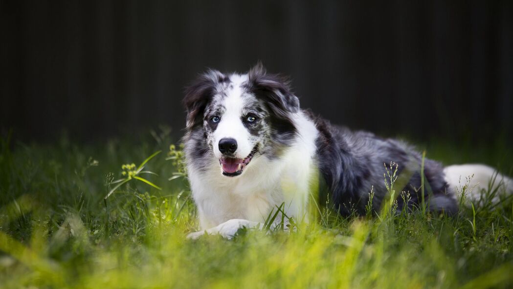 坎伯兰牧羊犬，高清4K壁纸，草地宠物瞬间，3840x2160精美下载