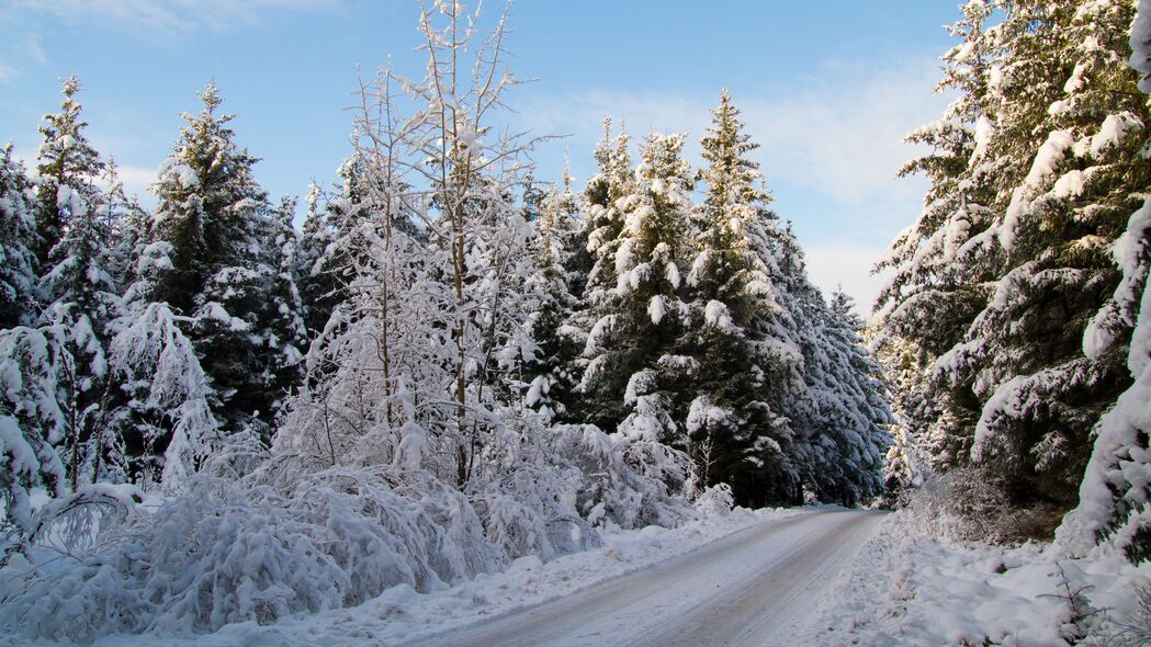 冬季雪景壁纸，森林道路树木4K高清图片，3840x2160分辨率，免费下载