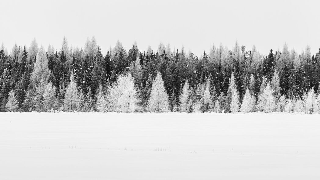 冬日森林雪景，高清4K树木风景壁纸，3840x2160分辨率，纯净白色之美