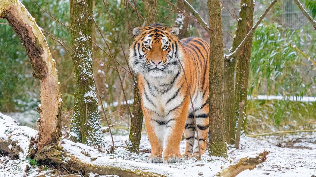 西伯利亚虎4K高清壁纸，捕食者风采，雪树大猫美景，3840x2160免费下载
