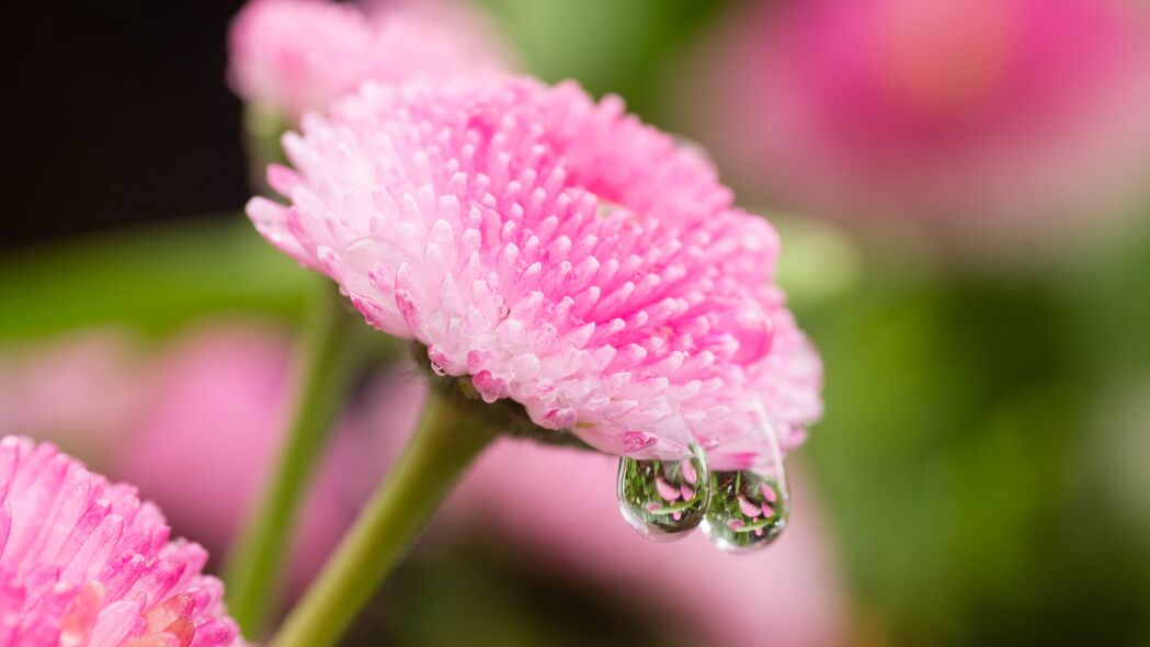 菊花滴宏水绝美4K壁纸，高清3840x2160背景图片，一键下载