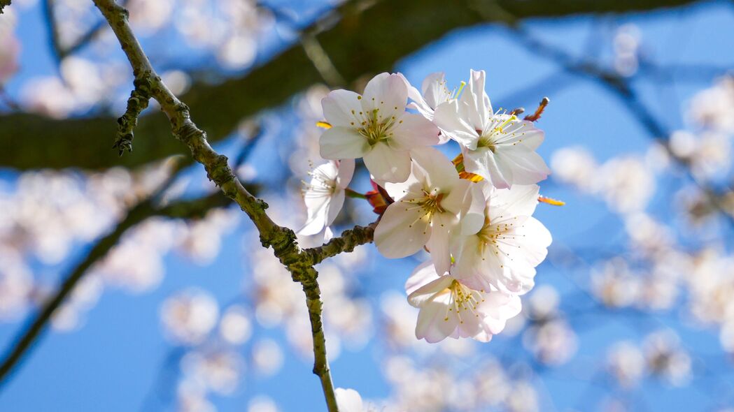 春日樱桃盛放，花瓣轻舞树枝间，绝美4K高清壁纸3840x2160下载
