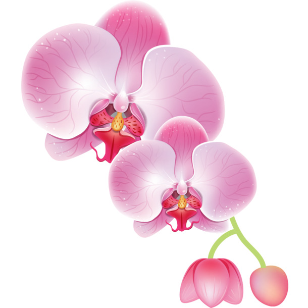粉色花瓣PNG素材，高清透明图片，漂浮元素设计，免费下载