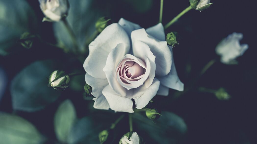 绝美白色玫瑰，花蕾花瓣细节4K壁纸，高清3840x2160背景图片下载