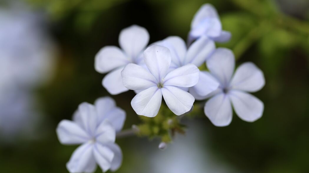 铅白花瓣宏观之美，惊艳4K高清壁纸，3840x2160超高清下载