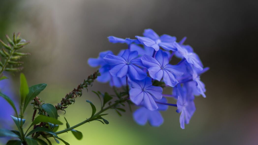 绝美铅花花瓣，宏观视角下的蓝色魅力，超清4K壁纸，3840x2160高清背景图片下载