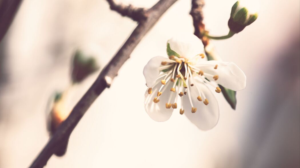 宏观视角下的花瓣与花粉之美，模糊艺术4K壁纸，高清3840x2160背景图片免费下载
