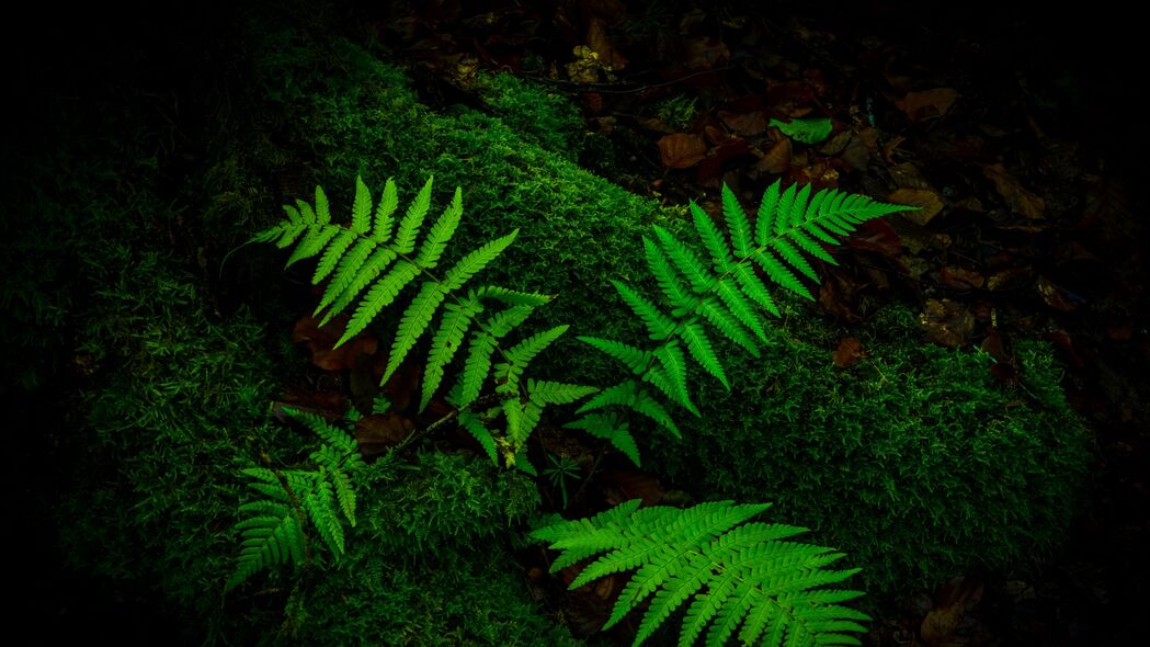 蕨类树枝苔藓宏景，4K高清壁纸，3840x2160超清下载