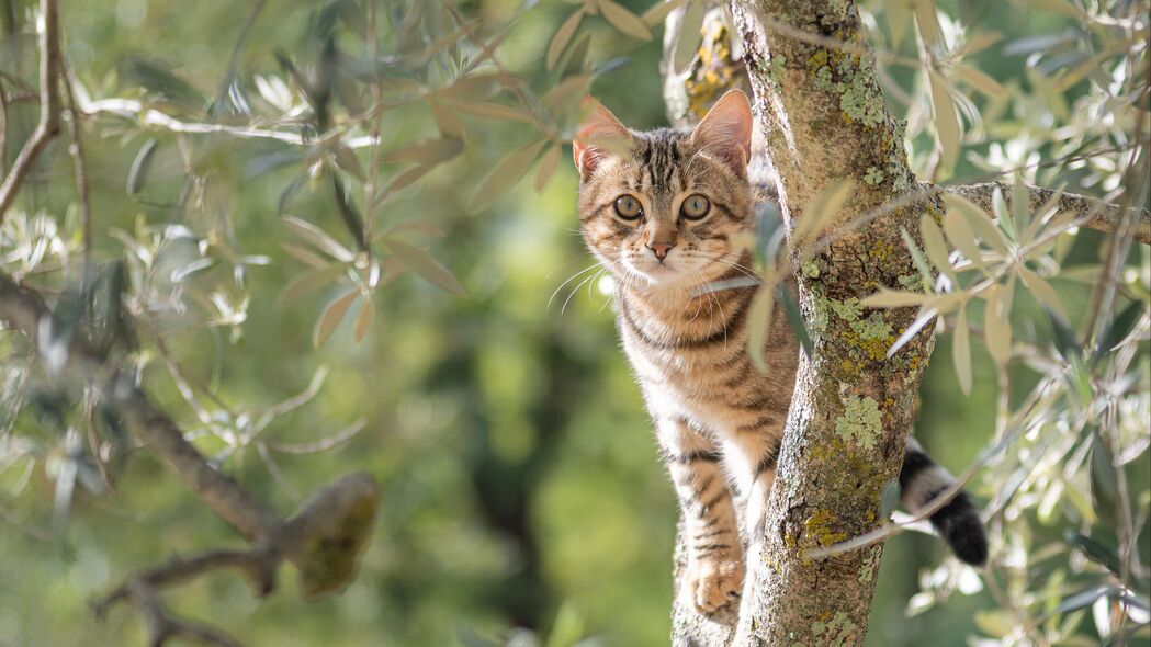 小猫嬉戏于树枝间，高清4K动物壁纸，3840x2160分辨率，免费下载