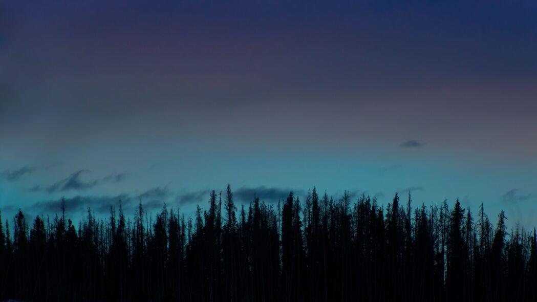 森林剪影深色高清壁纸，4K树木背景，3840x2160分辨率免费下载