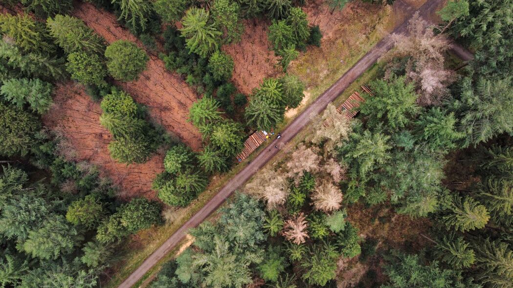 鸟瞰自然之美，高清4K道路树木风景壁纸，3840x2160超清下载