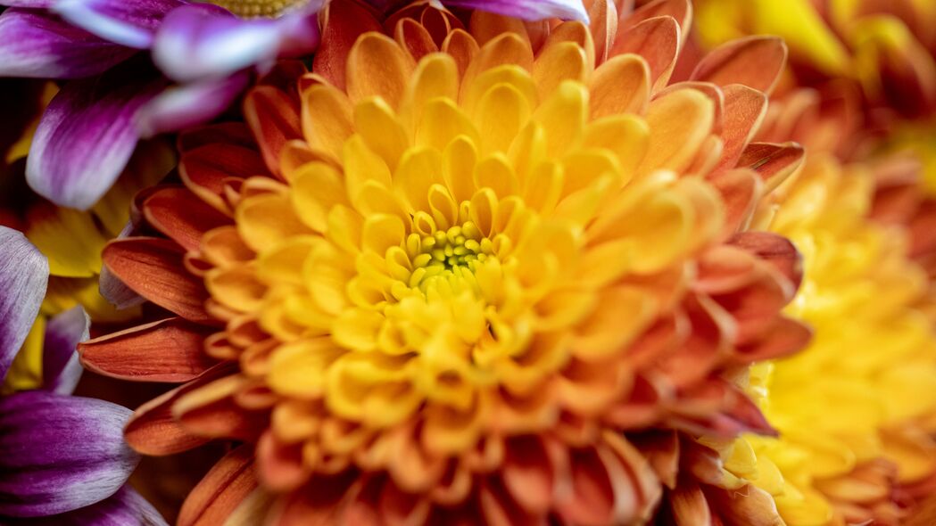 菊花宏瓣绝美绽放，4K高清壁纸，3840x2160分辨率，免费下载
