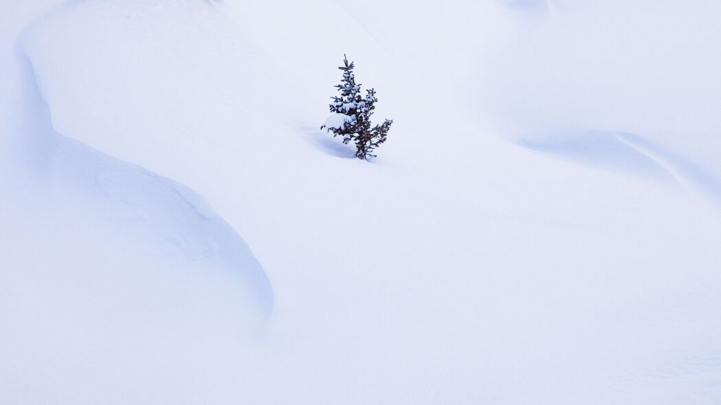 云杉雪景极简主义，4K超清壁纸，3840x2160高清风景图下载