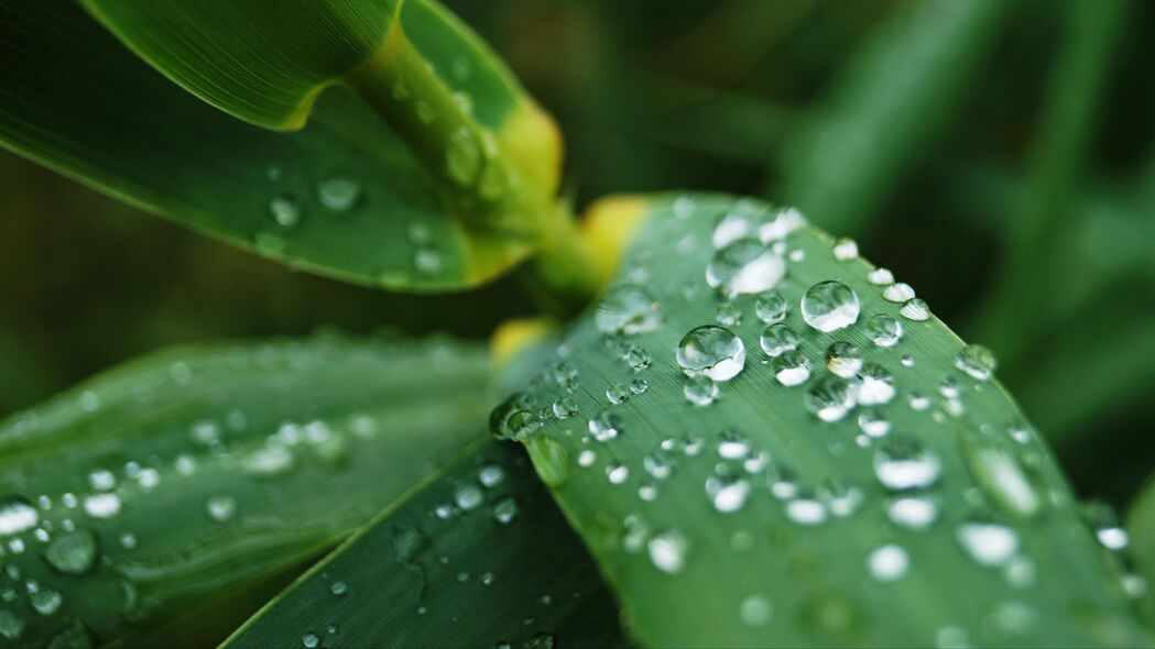 树叶水滴自然之美，高清4K雨景壁纸，3840x2160超清下载