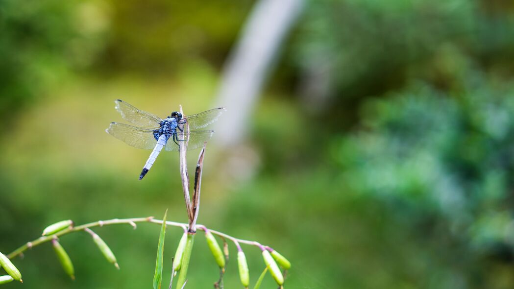 蜻蜓草景4K高清壁纸，宏美模糊风格，3840x2160分辨率免费下载