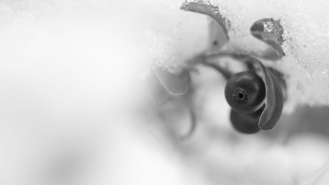 浆果树叶雪景模糊黑白宏观，超清4K壁纸，3840x2160高清背景图片免费下载