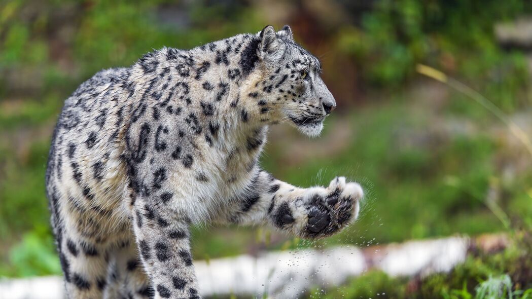 雪豹猎影，4K高清大猫捕食瞬间，爪子飞溅，震撼壁纸3840x2160免费下载