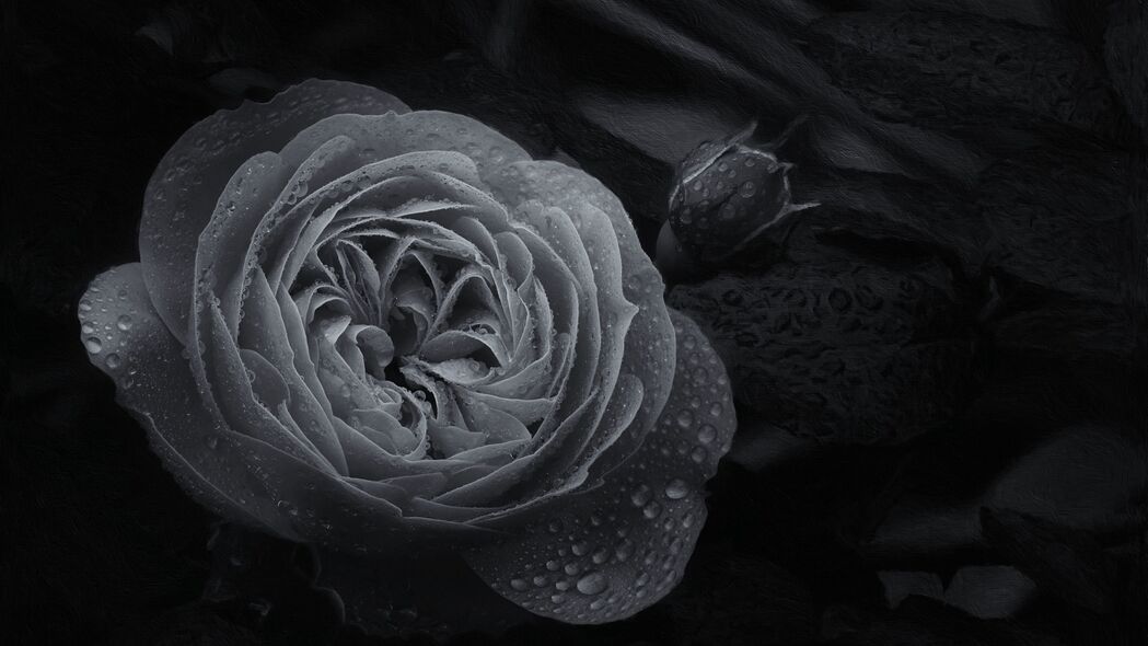 玫瑰芽露湿韵，宏观黑白之美，4K超清壁纸，3840x2160高清下载