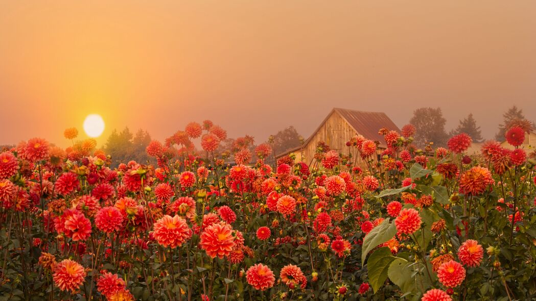 花朵映日落，雾漫黄昏景，4K自然高清壁纸，3840x2160精美背景图片下载