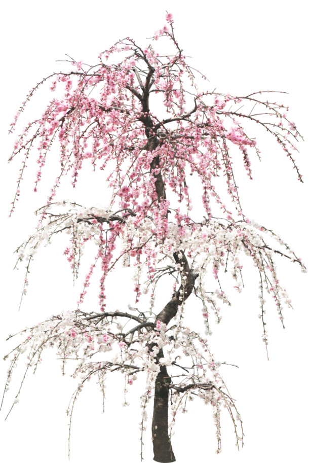 粉红桃花树PNG透明图，高清动植物元素，创意植物设计素材下载