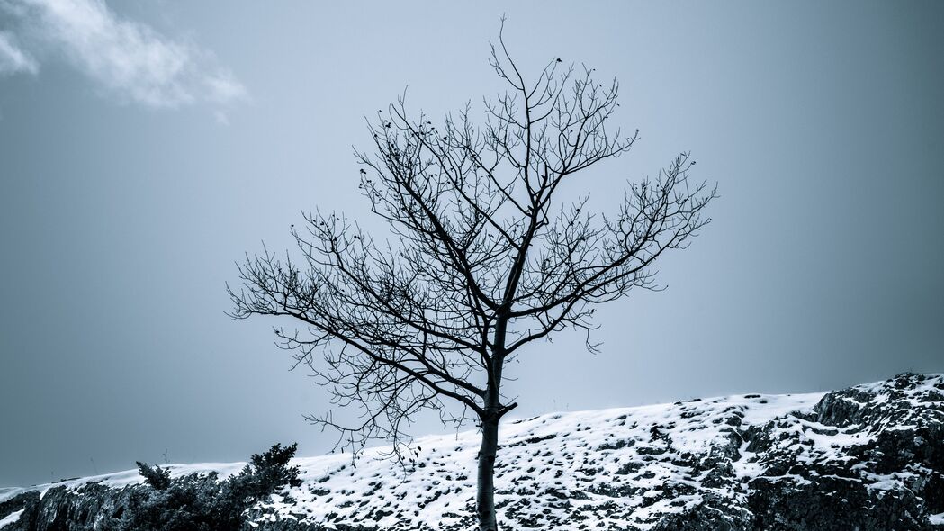 冬日自然之美，雪景灌木与澄澈天空，超清4K壁纸3840x2160免费下载