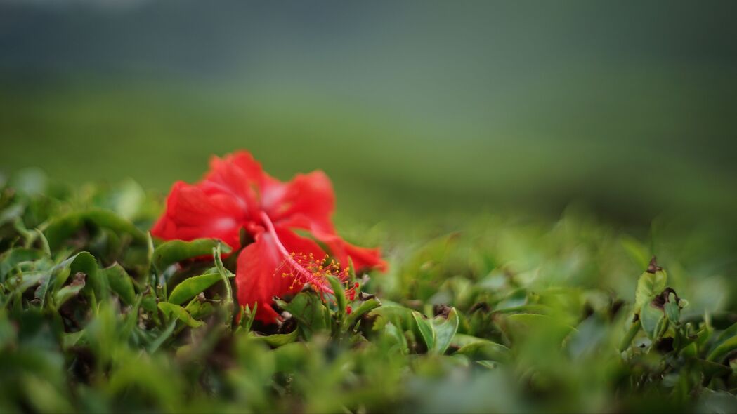 木槿花红绿叶4K超高清壁纸，宏美背景3840x2160，一键下载！