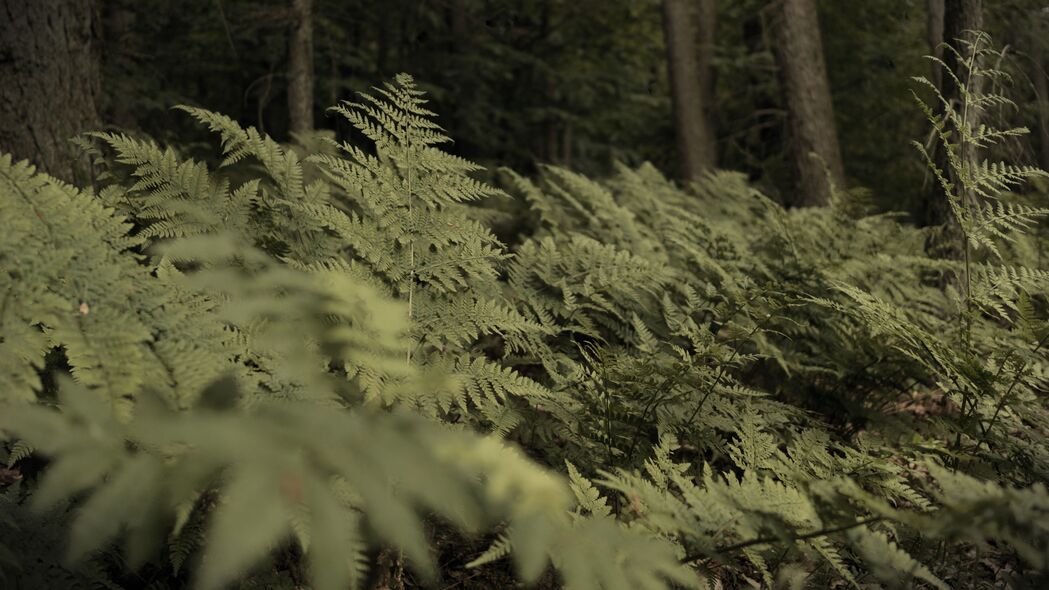 蕨类植物森林自然美景，4K高清壁纸，3840x2160超清下载