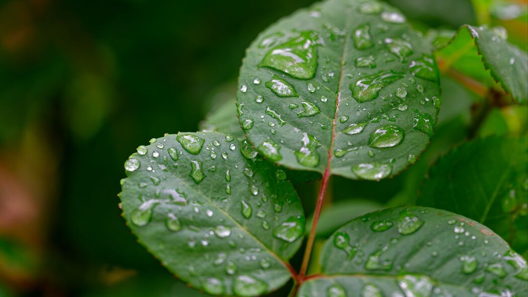 宏景雨滴，树叶湿润，雨水滋养，高清4K植物壁纸3840x2160下载
