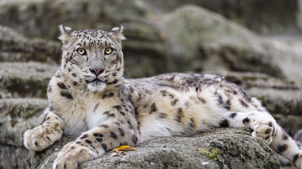 IRBIS捕食者大猫，高清4K野生动物壁纸，3840x2160分辨率，石头背景，免费下载