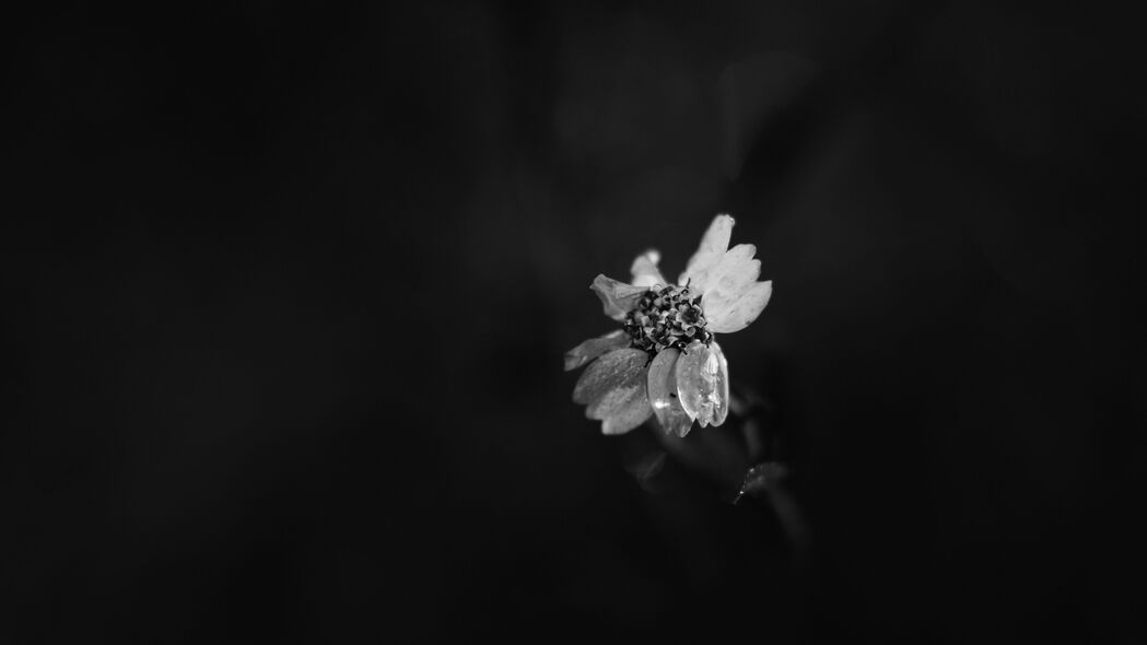 深色花瓣宏观之美，4K高清壁纸，3840x2160超清分辨率，黑白艺术风格下载