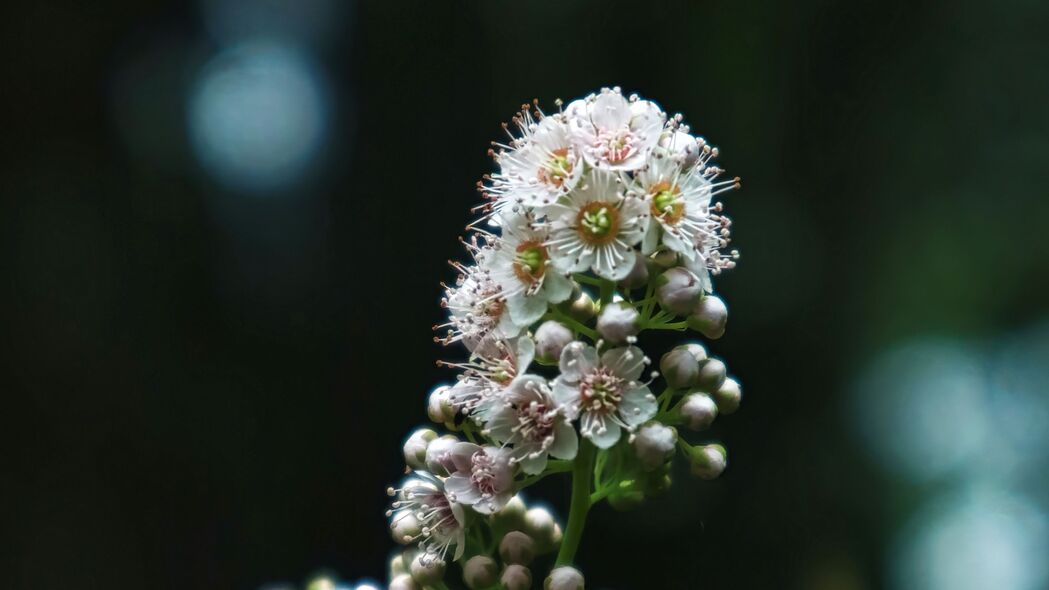 绣线菊花序之美，高清4K壁纸，3840x2160分辨率，宏观视角，精美背景图片下载