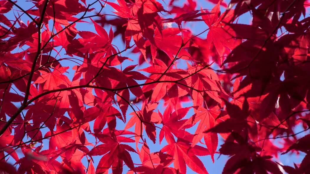 秋日枫叶美景，高清4K壁纸，树枝与天空相映成趣，3840x2160分辨率免费下载